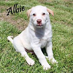 Thumbnail photo of Albie~adopted! #2
