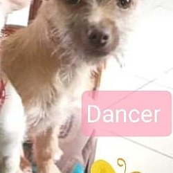 Photo of Dancer