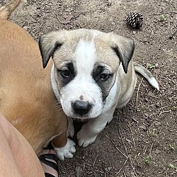 Photo of Buster Brown