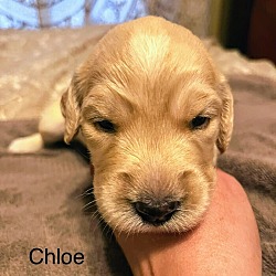 Thumbnail photo of Chloe #2