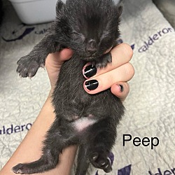 Thumbnail photo of Peep #3