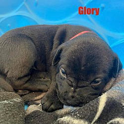 Thumbnail photo of Glory #1