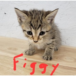 Thumbnail photo of Figgy #1