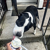 adopt a pet