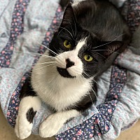 adopt a pet