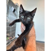 adopt-pet