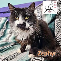 adopt-pet