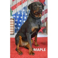 adopt-pet