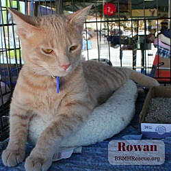 Thumbnail photo of Rowan #4