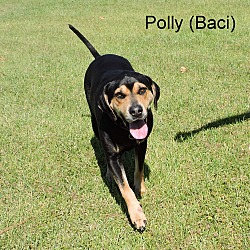 Thumbnail photo of Polly (Baci) #3