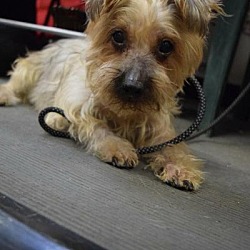Thumbnail photo of Cookie the Yorkie #3