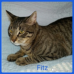 Thumbnail photo of Fitz #1