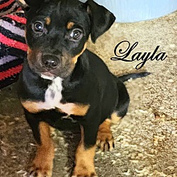 Thumbnail photo of Layla ~ meet me! #1