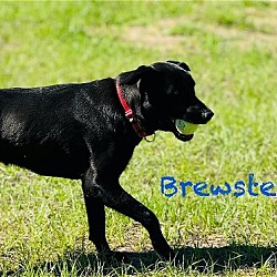 Thumbnail photo of Brewster #4