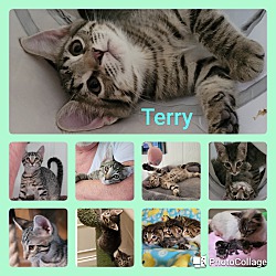 Thumbnail photo of Terry #2