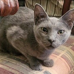 Thumbnail photo of Smokie (Russian Blue Mix) #3