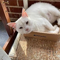 adopt a pet