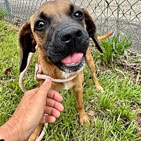 adopt a pet