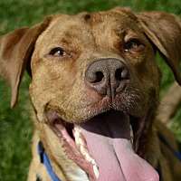 adopt a pet