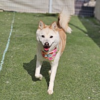 adopt-pet