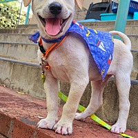 adopt a pet