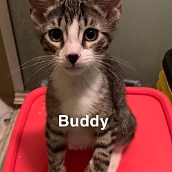 Thumbnail photo of Buddy #1