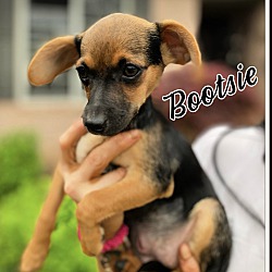 Thumbnail photo of Bootsie-ADOPTED! #1