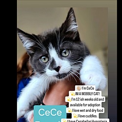 Photo of CeCe (I'M A WOBBLY CAT) MILD