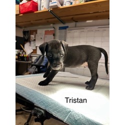 Thumbnail photo of Tristan #2