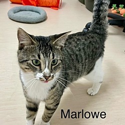 Thumbnail photo of Marlowe #4