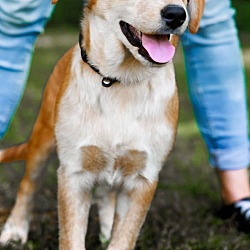 Thumbnail photo of PUPPY ACE  HAPPY BOY #3