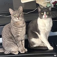 adopt a pet
