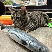 adopt a pet