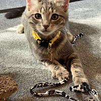 adopt a pet