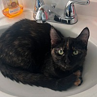 adopt-pet