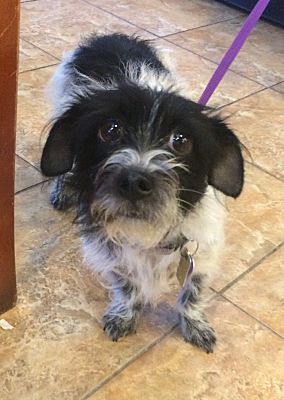 Oak Ridge, NJ - Dachshund/Shih Tzu. Meet Laci a Pet for Adoption ...