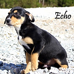 Thumbnail photo of Echo~adopted! #2