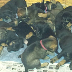 Thumbnail photo of Skye's Puppies #3
