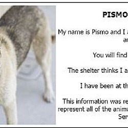 Photo of Pismo - A0935431