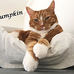 Photo of Awesome PUMPKIN!