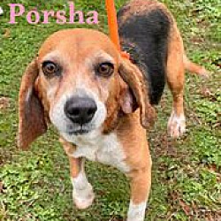 Photo of PORSHA