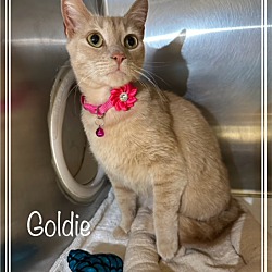 Thumbnail photo of GOLDIE - reclaimed #2