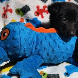 Photo of Harley (Dyna litter)