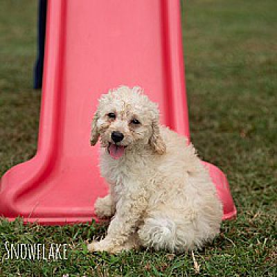 Burlington, VT - Poodle (Miniature)/Cockapoo. Meet Snowflake a Pet for ...