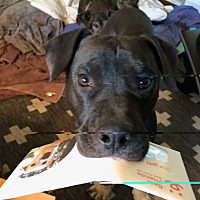 adopt a pet
