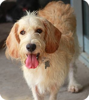 spinone cross