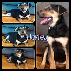 Thumbnail photo of Harley #4