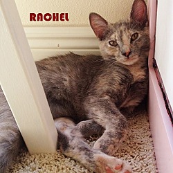 Thumbnail photo of Rachel #3