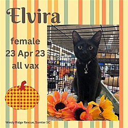 Thumbnail photo of Elvira #1