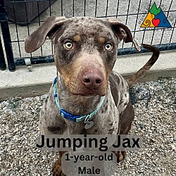 Thumbnail photo of Jumping Jax #1